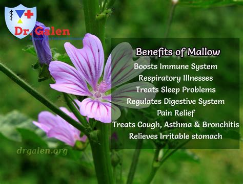 Mallow Essential Oil: Unleashing the Aromatherapy Benefits